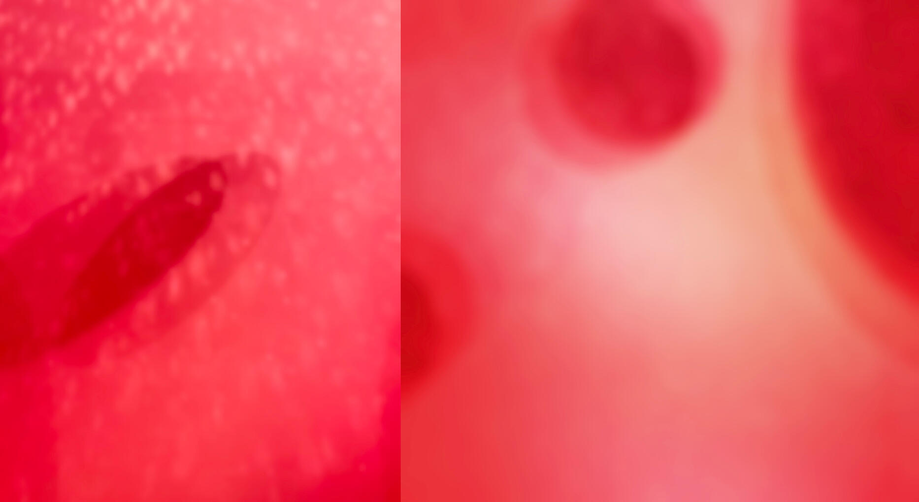 Photo Color Study in Pinks